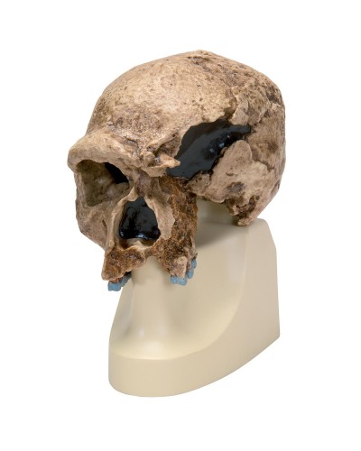 Homo steinheimnensis Skull (Berkhemer, 1936), Replica